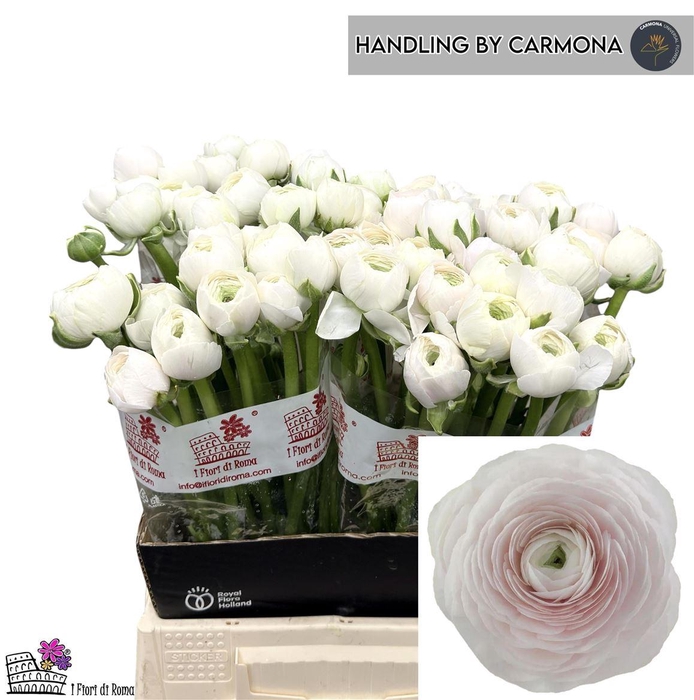 <h4>Ran Su Hanoi</h4>