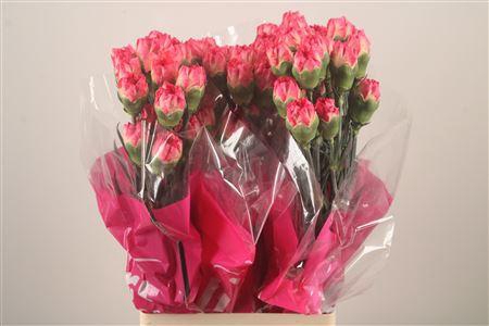 <h4>Di St Spritz Sport</h4>