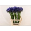 Agapanthus Uri