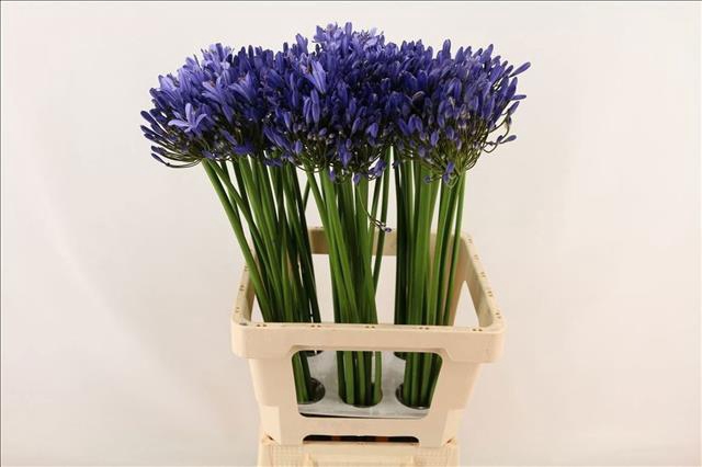 <h4>Agapanthus Uri</h4>