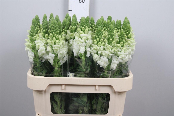 <h4>Antir Avignon Wh Imp</h4>