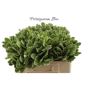 PITTOSPORUM ILAN