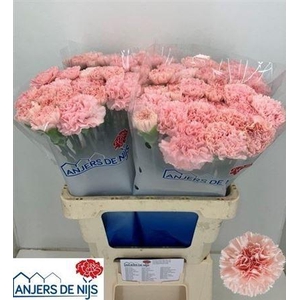Di St Jodie
