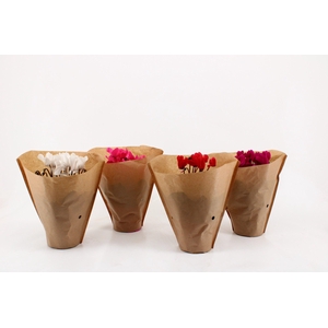 Cyclamen in Papier Hoes