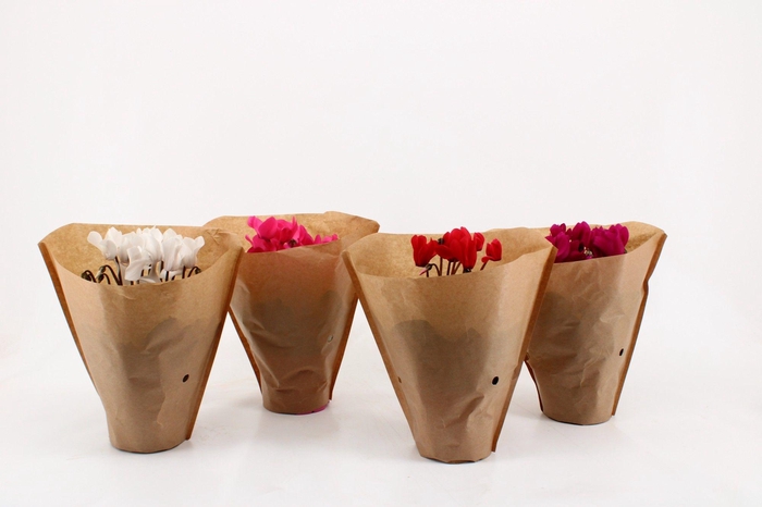 <h4>Cyclamen in Papier Hoes</h4>