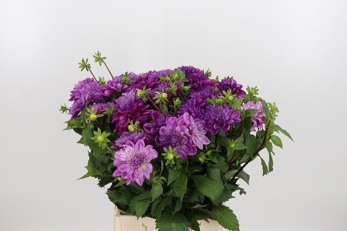 <h4>Dahlia Seduction</h4>