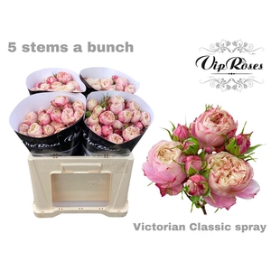 R TR VICTOR CLASSIC@