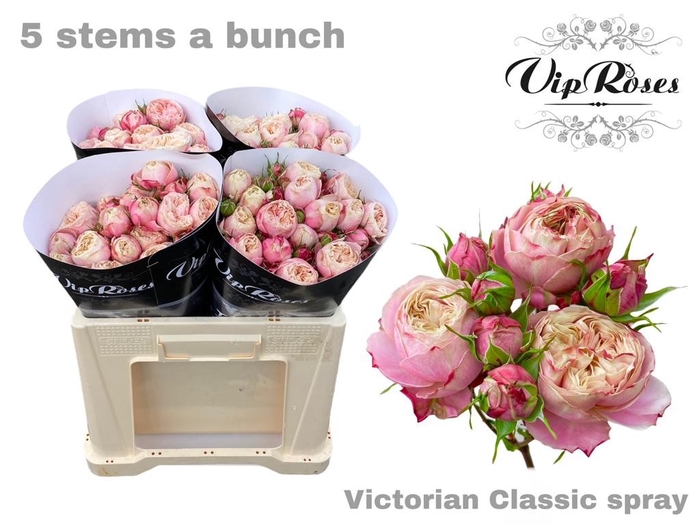 R TR VICTOR CLASSIC@