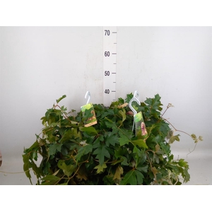 Cissus rhombifolia 'Ellen Danica'