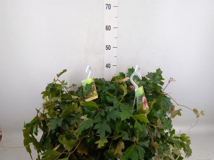 <h4>Cissus rhombifolia 'Ellen Danica'</h4>