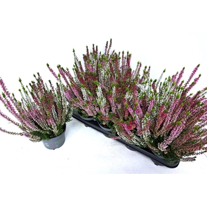 CALLU BL MILCA GEM