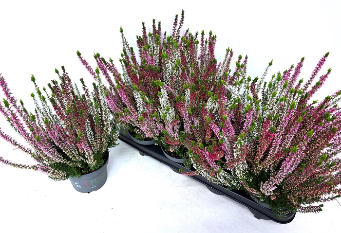 <h4>CALLU BL MILCA GEM</h4>