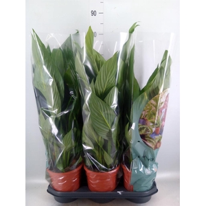Spathiphyllum  'Bingo Cupido'
