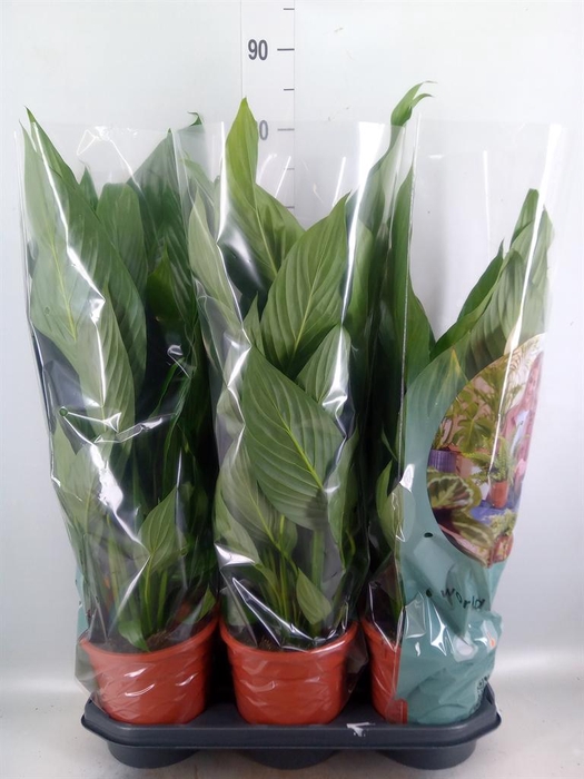 <h4>Spathiphyllum  'Bingo Cupido'</h4>