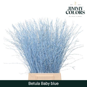 Betula L60 Light Blue