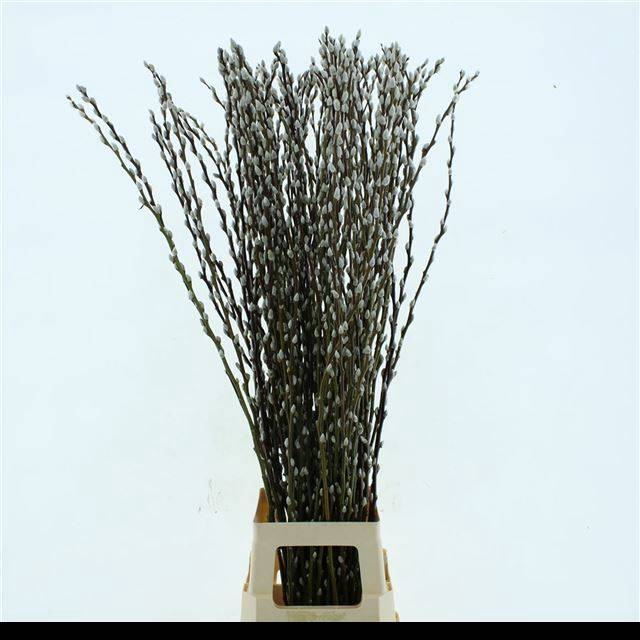 <h4>SALIX CA SNOW FLAKE</h4>