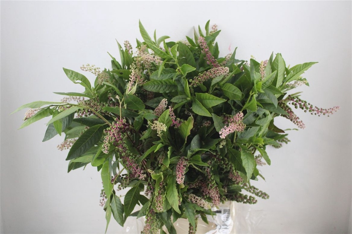 <h4>Carbouzijn Berry P Bunch</h4>