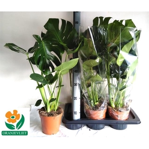 Monstera deliciosa 17Ø 65cm 3pp