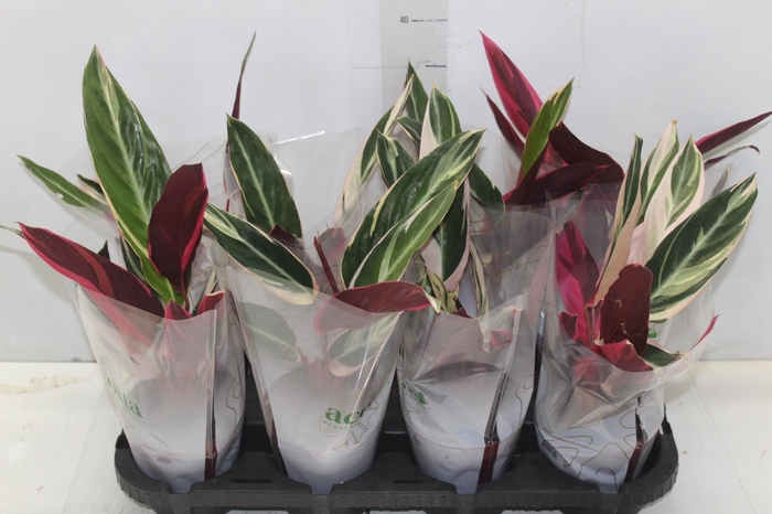 <h4>CALATHEA TRIALSTAR P12</h4>