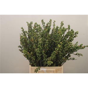 Iris Berry Mini Naturel Per Bunch