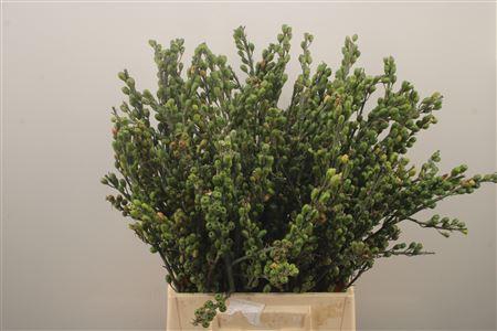 <h4>Iris Berry Mini Naturel Per Bunch</h4>