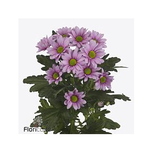 Chrys sp ballerina's pink