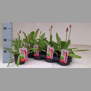 PRIM VIALII