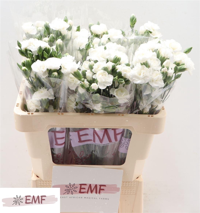 <h4>Di Tr Blanquita</h4>