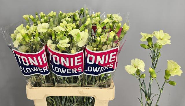 <h4>DI TE SOLOMIO BERN</h4>