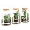 Arrangementen kamerplanten H%