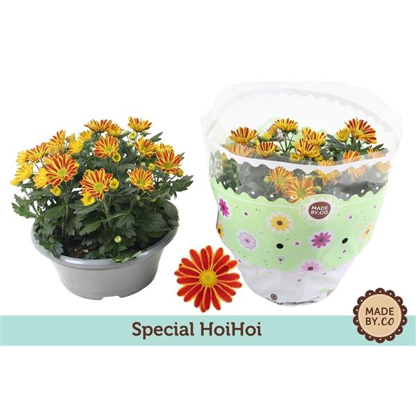 <h4>Chrysanthemum (Indicum Grp) Hoihoi</h4>