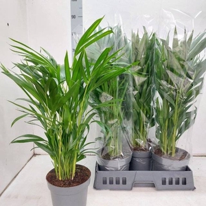 DYPSIS LUTESCENS