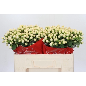 Hypericum Cool Romance