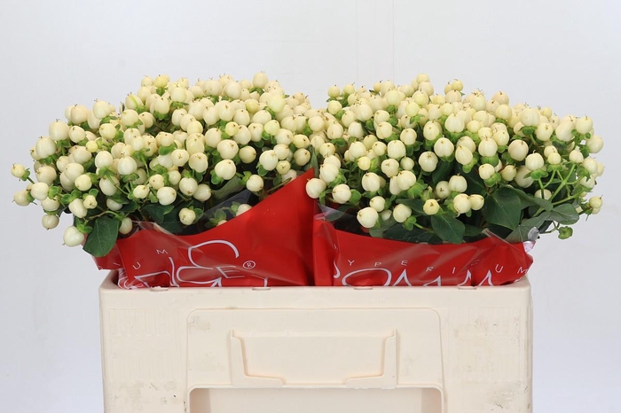 Hypericum Cool Romance