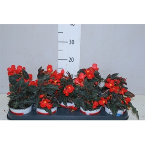 Begonia Florencio Red