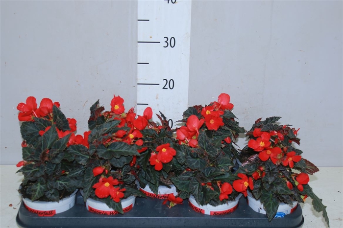 <h4>Begonia Florencio Red</h4>