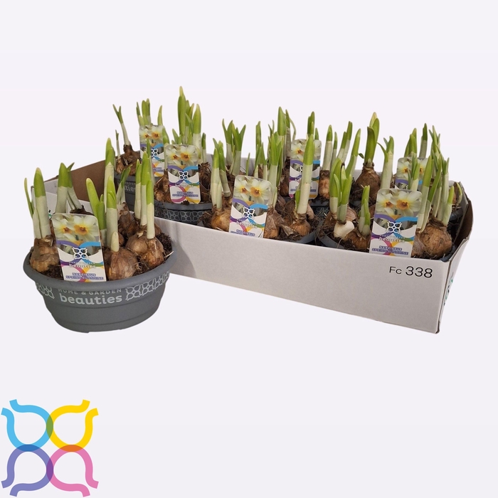 <h4>NARC C SPRING SUNSHI</h4>