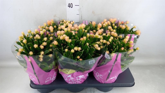 <h4>Schlumbergera ...</h4>