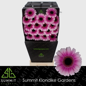 GE MI LEANDO Diamond per kaart Mini