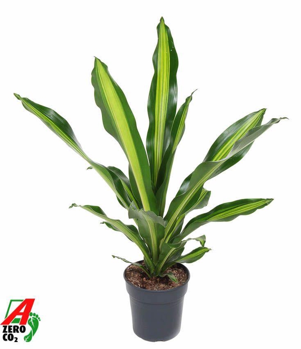 <h4>Dracaena Burley kopstek P21</h4>