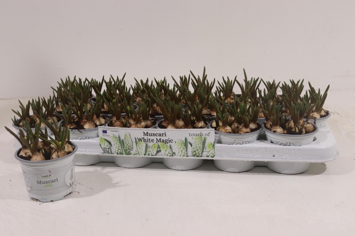 <h4>MUSCAR WHITE MAGIC</h4>