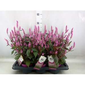 Celosia spic. 'Wild Pink'