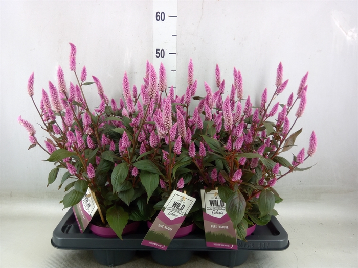 <h4>Celosia spic. 'Wild Pink'</h4>