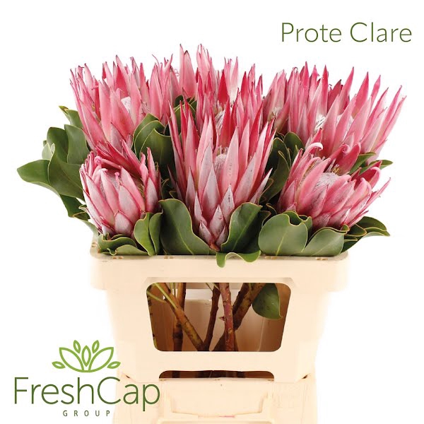 <h4>Protea Clare</h4>