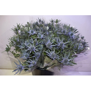Eryn Mag Blue Lagoon X5