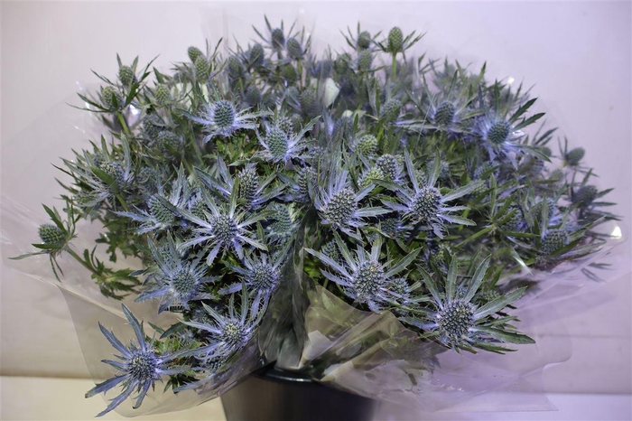 <h4>Eryn Mag Blue Lagoon X5</h4>