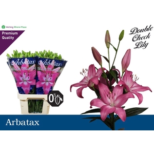 LI LA ARBATAX