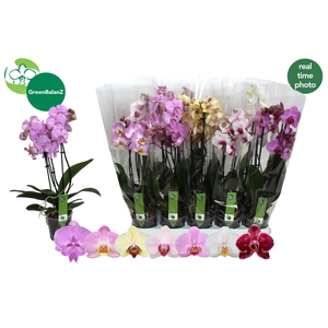 PHAL GEM 7 KL