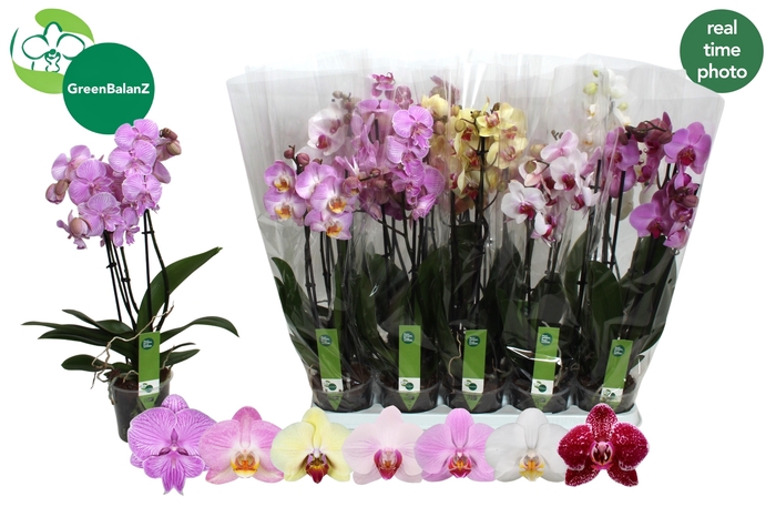 <h4>PHAL GEM 7 KL</h4>