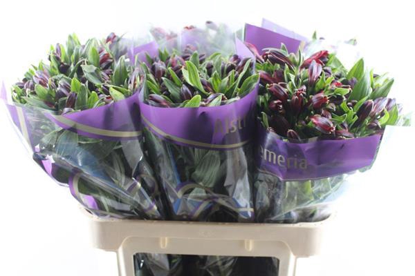 <h4>Alstr Rumba (rood)</h4>